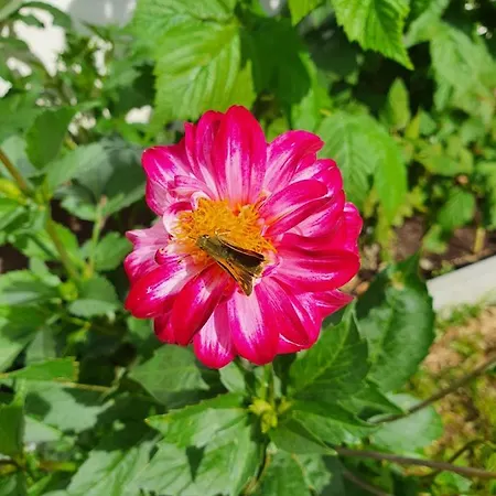 Stoffenhof Apartment *