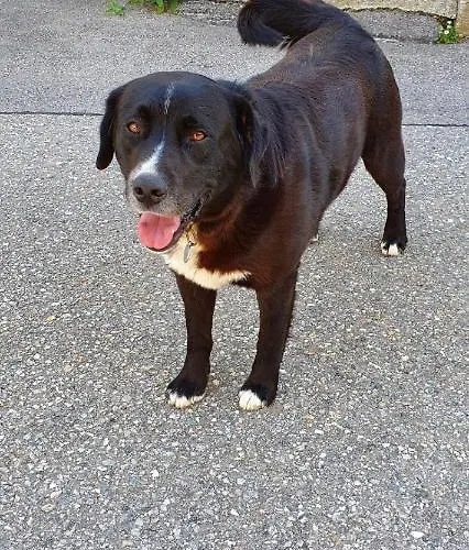 Stoffenhof Апартаменты *