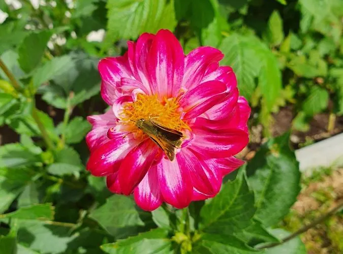 Stoffenhof Апартаменты *